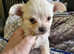 Chihuahuas looking for new home