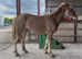 Cob X ID 2YO