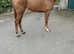 Gorgeous 16h Mare 6yrs old