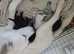 Pedigree rare husky puppies