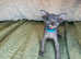 Five Sphynx Kittens For Sale