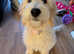 Goldendoodle f1**reduced**