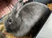 Female For Sale £25