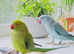 Stunning talking young Indian ringnick parrot