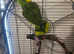 Yellow naped amazon talking parrot
