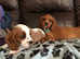 Stunning cavalier King Charles puppies