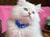 British longhair golden point TICA