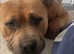 American bully for rehoming