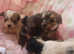 Gorgeous Maltese cross chiawowas