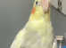 3x cockatiels and full cage set up