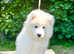 Exceptional KC Samoyed Pups. Happy, Healthy & Ready Now!
