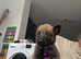 10 x German Shepherd x Belgian Malinois for Sale in Coventry