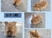 3 left beautiful litter of dwarf lionhead cross mini lion lop ready to reverse