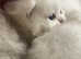 British LH  Silver Shaded  Kittens