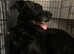 Lab cross for rehoming