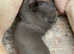 Beautiful shar pei puppies