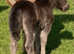 Registered miniature colt