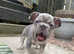 Lilac/ blue frenchies