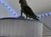 12 month old female Aleksandria parrot for sale £650 with a big cage.