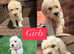 Golden doodle f1b puppy's for sale