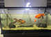 Fancy Goldfish and Loach for sale