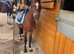 Bailey 12.1hh pony