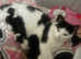 Black and white kittens