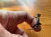 Jackson's Chameleons Hatchlings.