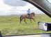 Rose- 15.2hh TB Mare