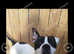 Mastiff cane corsa cross american bulldog puppies