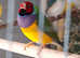 Male Gouldian finches