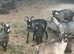 5 nanny Pygmy goats 1 weather for sale