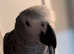 African grey parrot for sale