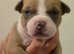 4 boys 3 girls pocket bully pups