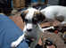 American bulldog x boxer