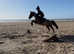 Meet Fizz a bombproof my 1st 2nd pony she does everything when told gentle pony