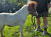 Stunning registered mare