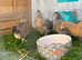 Cream Legbar Female Pullets chickens