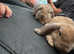 2 male rabbits