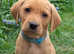 Norfolk Labrador puppies