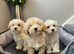 COTON noodles puppies