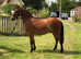 Solid Coloured, registered British Spotted Pony Gelding. 3 year Old