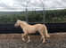 Stunning Welsh Section A Palomino with blaze and 4 x white stockings