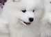 Samoyed Bear purebred puppy girl
