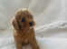 Two very cute boys F1 cavapoo ready  to go