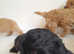 Stunning fully health assessed puppies available for loving homes