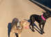 Stunning cane Corso Isabella male