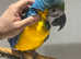 Friendly Baby Handreared Silly Tame Cuddly Blue & Gold Macaw Parrot,18