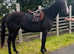 15.1hh 3 year old