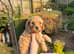 Beautiful Cavapoos for sale